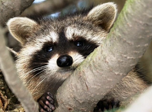 Rabies confirmed in 4 animals in Lancaster County in past two weeks | Local  News 