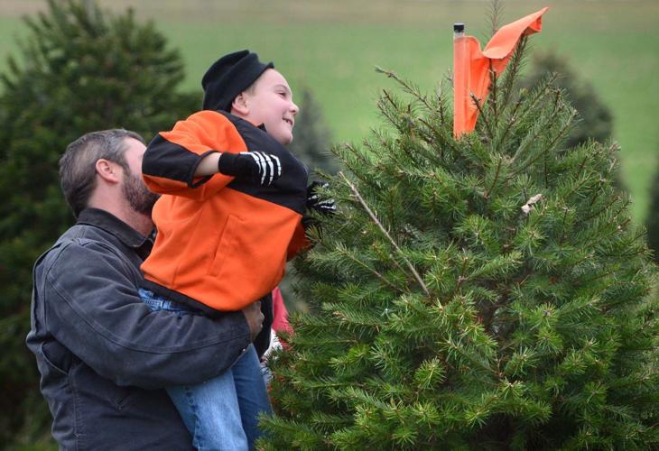 11 places to cut your own Christmas tree in Lancaster County Together