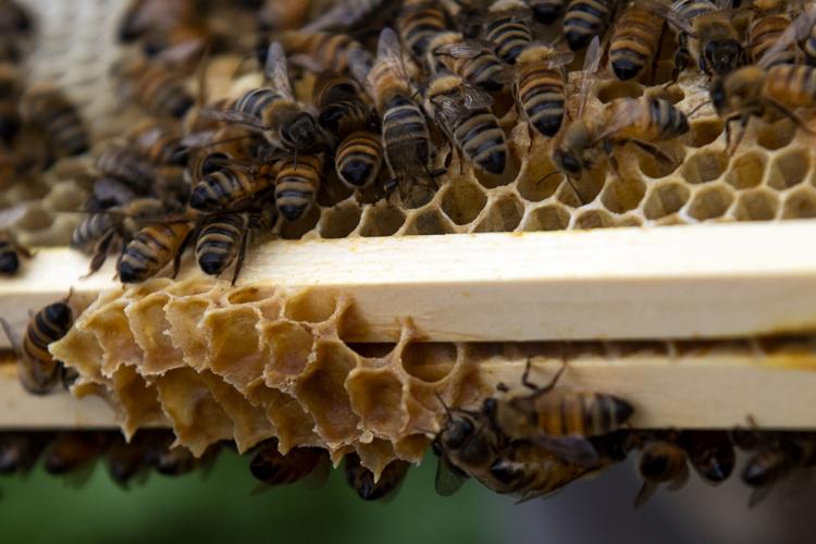 'They accept me' Meet 7yearold beekeeper from Lancaster County whose