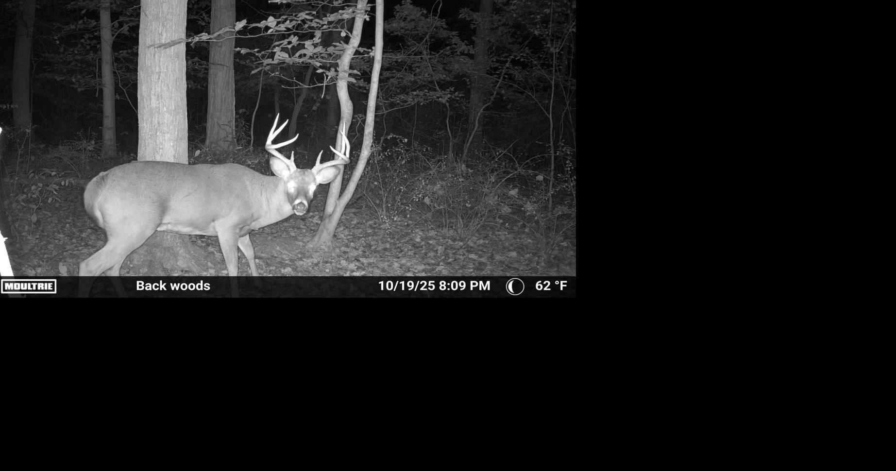 Deer harvest numbers show Pennsylvania is a top deer-hunting destination [column]