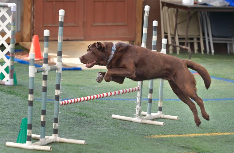 Rocky Creek Dog Agility 12.jpg