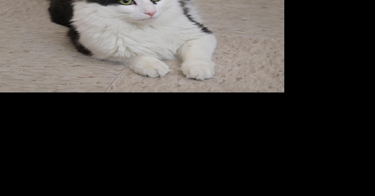 Pet of the Week Alvin wants to be your only cat Together