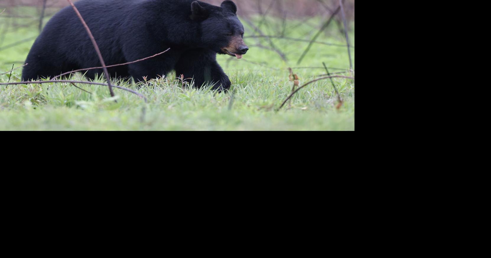 Pa. bear hunters having a great season so far [column]