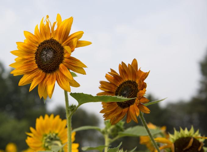 Wheatland Community Sunflower Garden [photos]