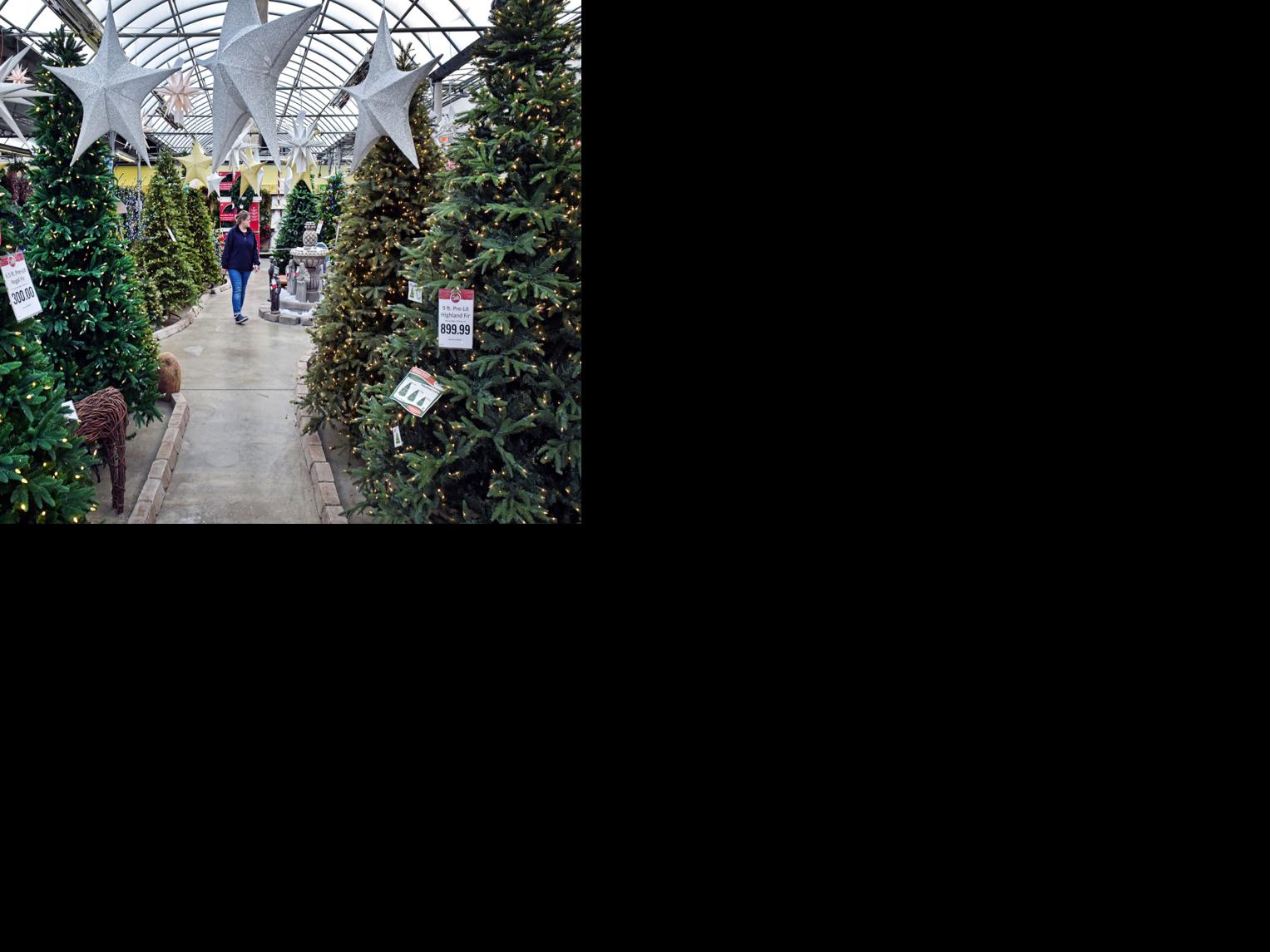Lancaster County Christmas tree farmers remain optimistic despite