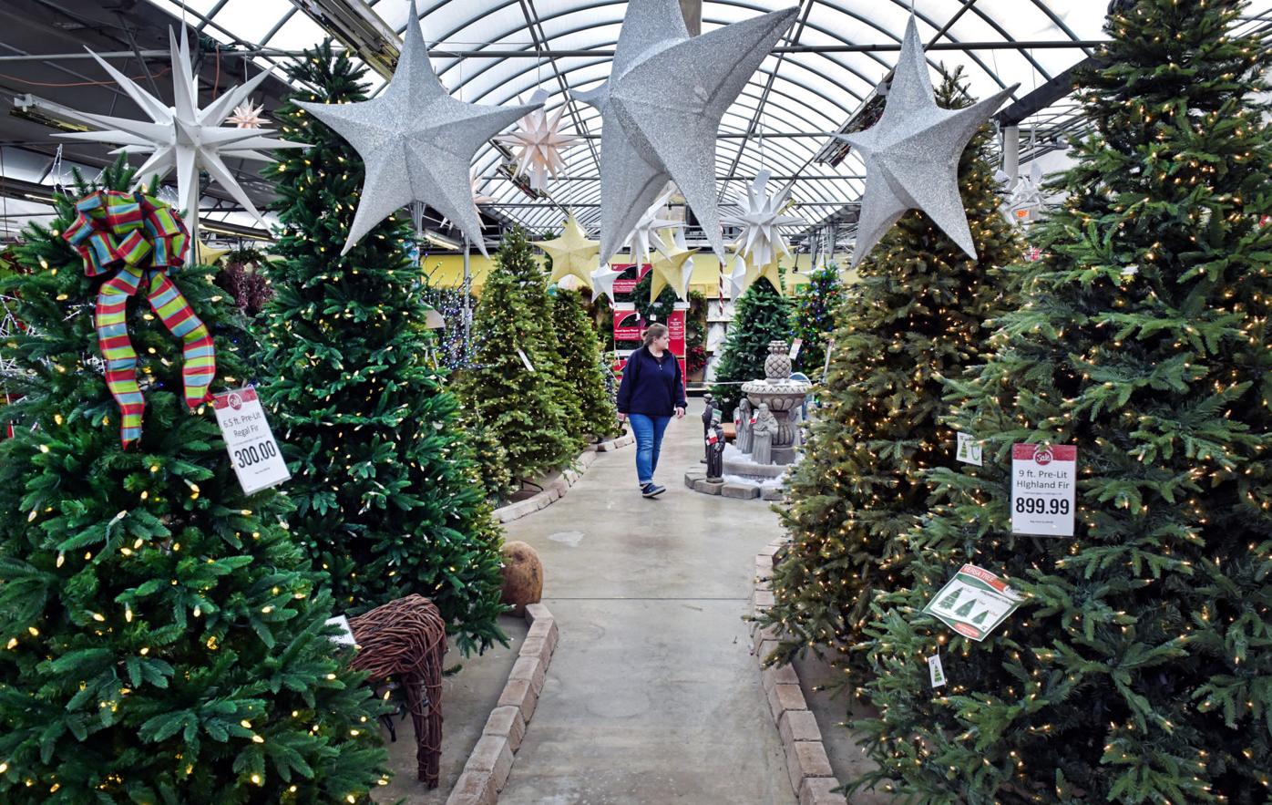 Lancaster County Christmas Tree Farmers Remain Optimistic Despite Rising Artificial Tree Sales Local Business Lancasteronline Com