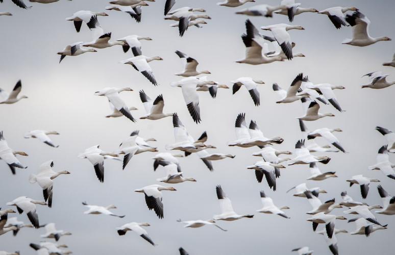 Snow geese flock to Middle Creek photos Local News