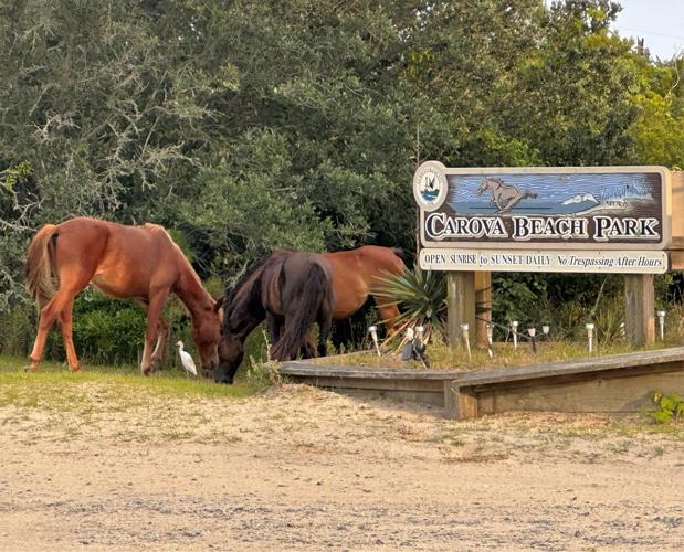 Spray Districante Wild Horses Per Crini E Coda Cavalli - Azione Idratante, Senza Risciacquo | Made In Italy, 500 Ml - Foto 4
