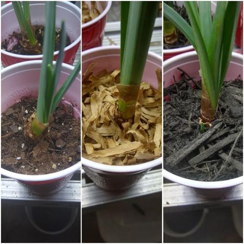 Which mulch is best for plants? This science fair winner has the