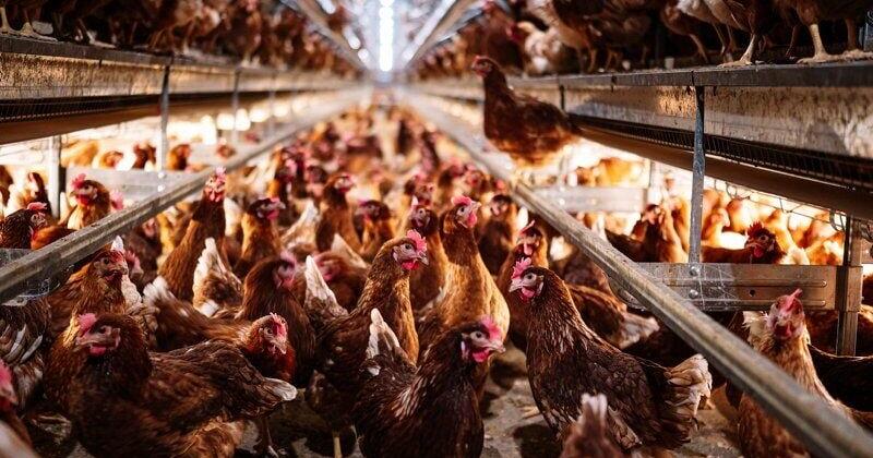 Lancaster broiler flock tests positive for avian influenza | Local News ...