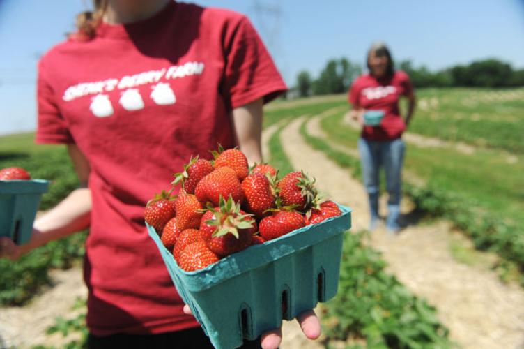 Strawberries ripe for picking — despite long winter, wet spring Local