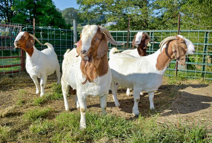 Boer goats 2
