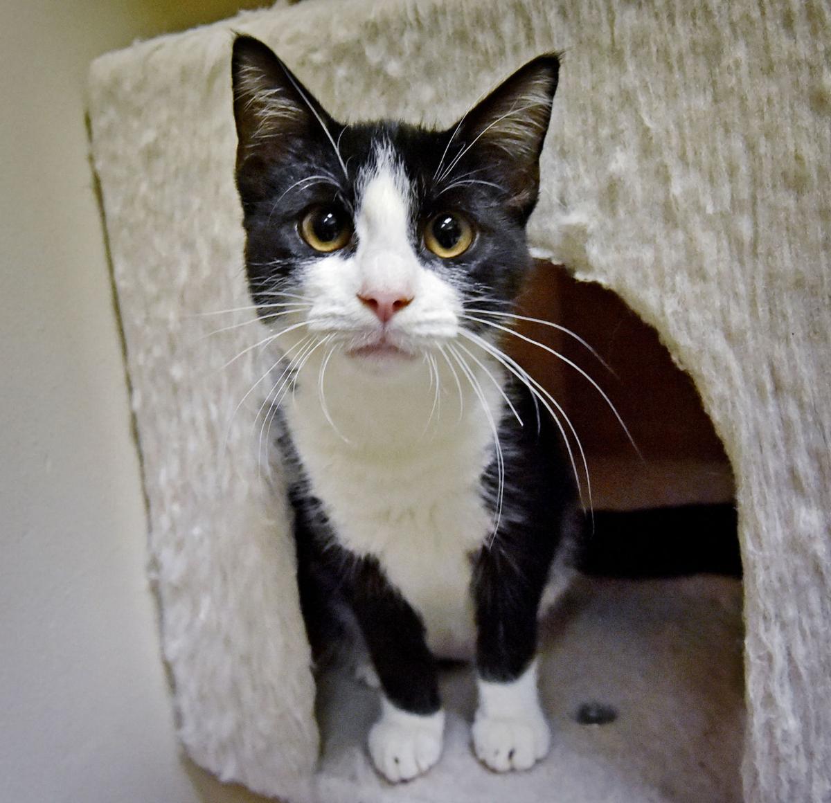 Pet Of The Week Adopt This 3 Legged 5 Month Old Kitten Named