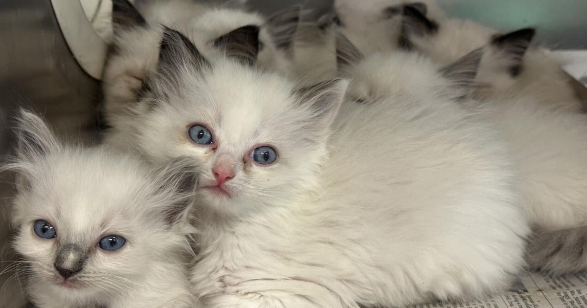 Ragdoll cats seized from Lancaster Township home were not available for adoption as of Friday: PSPCA
