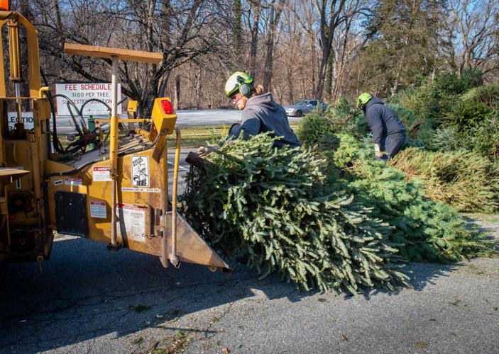 Christmas trees turned into mulch [photos] Local News