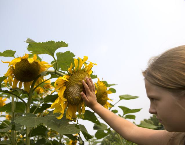 Wheatland Community Sunflower Garden [photos]