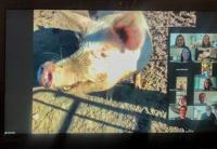Goat 2 Meeting invites animals to your video calls some are from this Lancaster farm