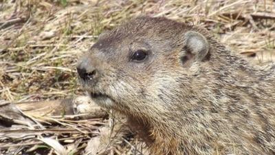 Six More Weeks Of Winter Watch The Predictions Or Celebrate Groundhog Day With Local Events Food Living