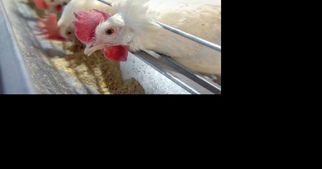 Farmers weigh risks, financial loss as usual business remains halted on, near avian flu sites - Vimarsana News