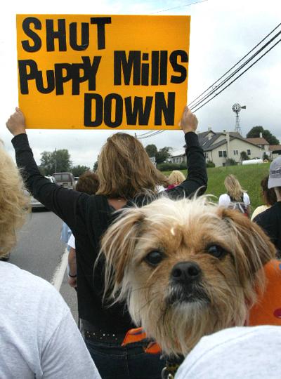 Pup Mill Activists Don T Sit For State News Lancasteronline Com