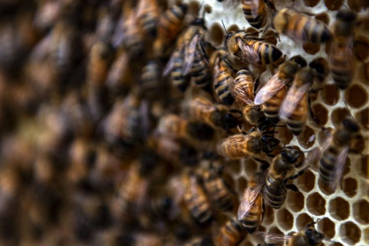 'They accept me' Meet 7yearold beekeeper from Lancaster County whose