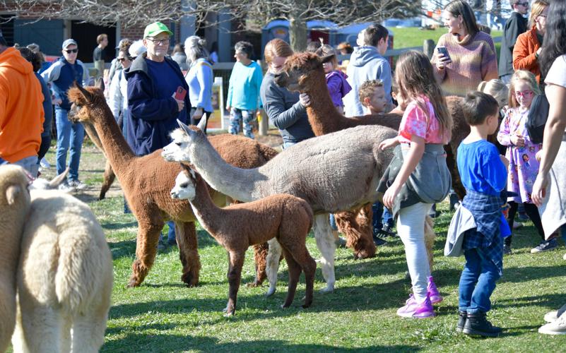 Eastland Alpacas holds open house at Mount Joy farm [photos