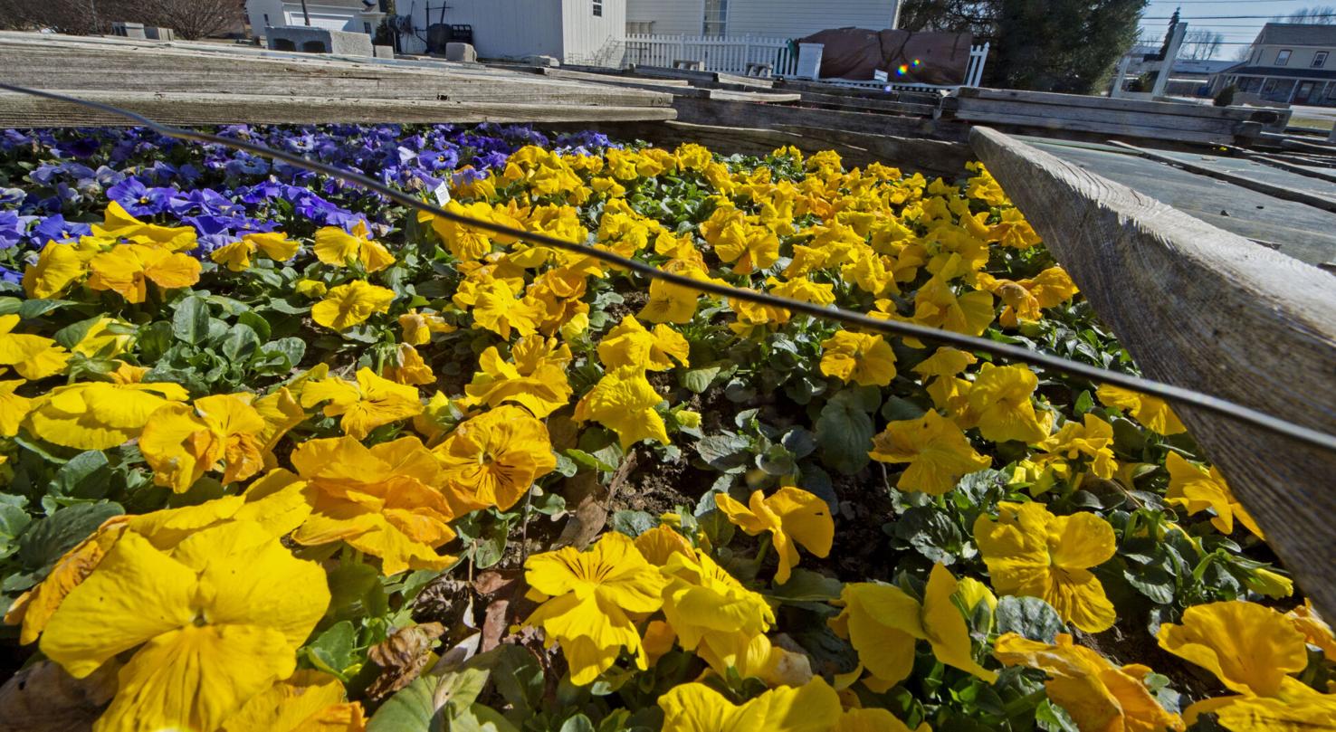 Ken's Gardens | | lancasteronline.com
