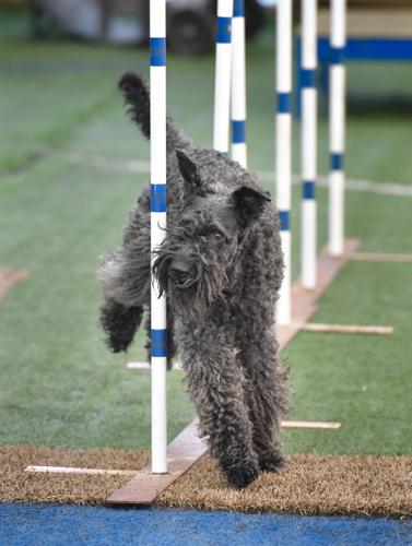 Rocky Creek Dog Agility 13.jpg