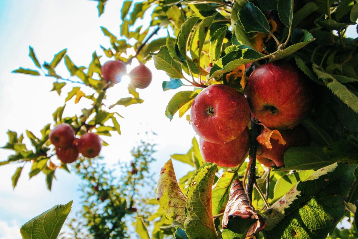 13 farms in, near Lancaster County where you can pick your own apples (plus 2 recipes) Food
