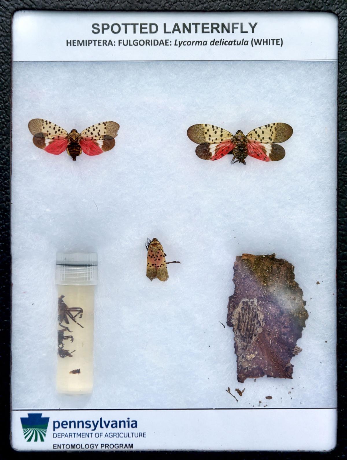 Storm Cleanup And The Spotted Lanternfly How Do You Get Rid Of Wood In The Quarantine Zone Local News Lancasteronline Com