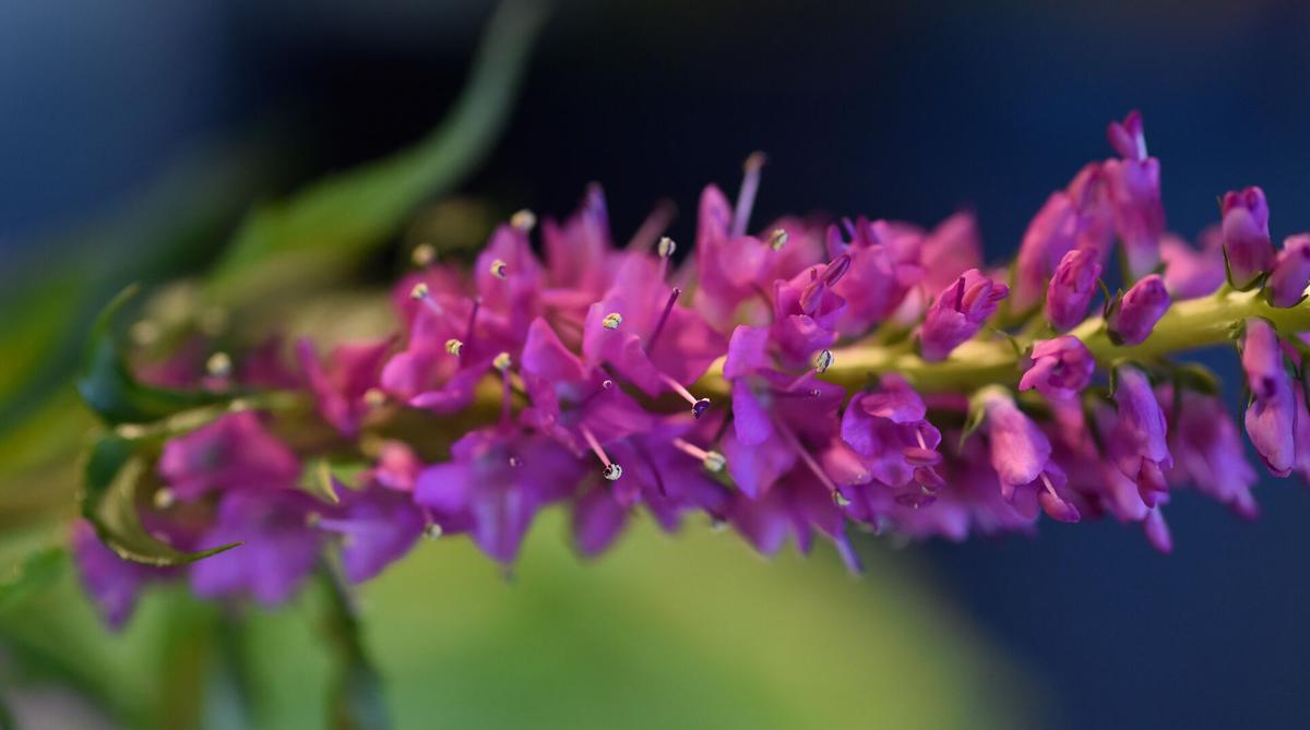 Flourish Flowers