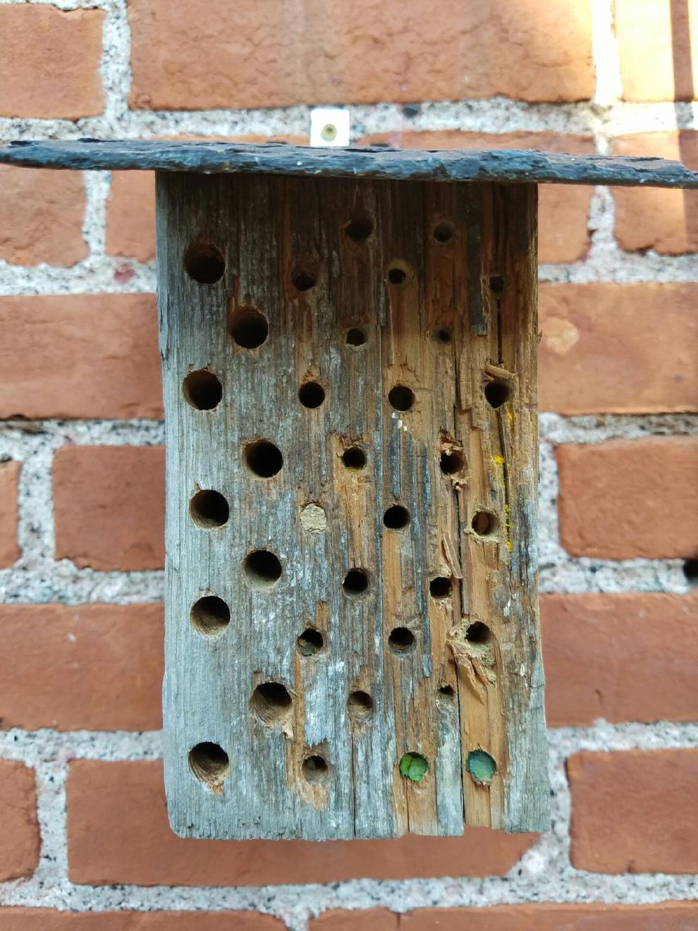 Why mason bees matter in your garden, plus the right way to make a