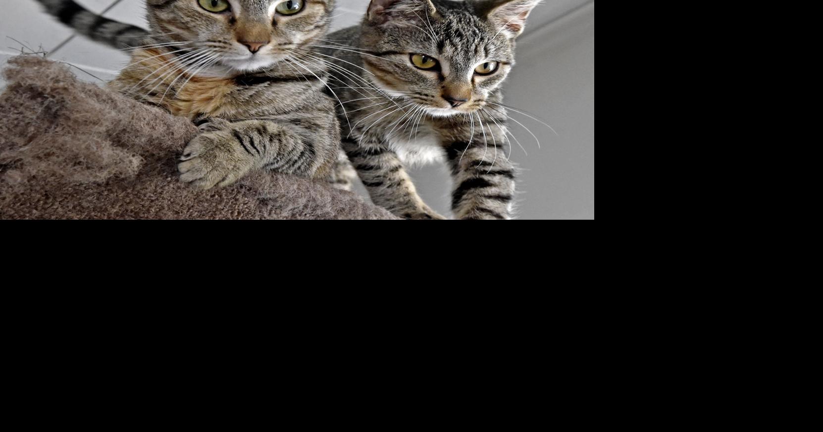 Pet of the week Adopt a motherdaughter cat combo, Bourbon and Giblet