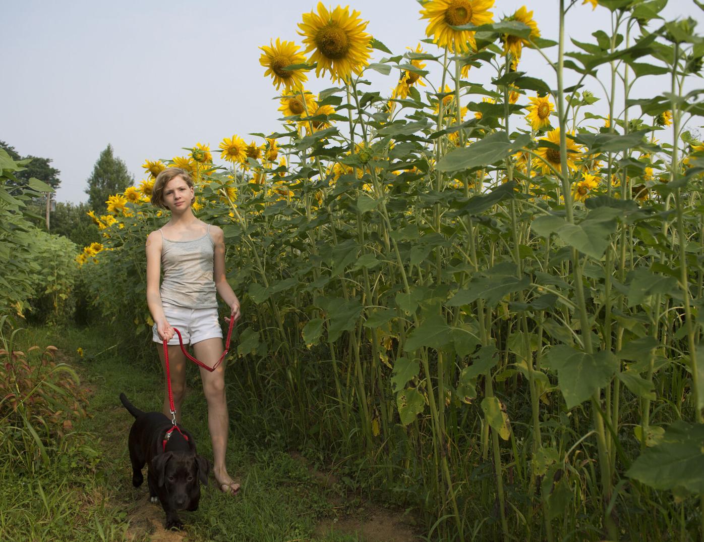Wheatland Sunflower Field