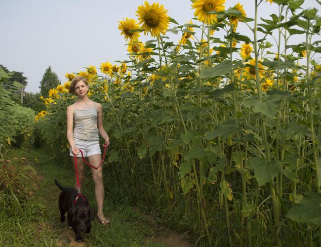 Wheatland Community Sunflower Garden [photos]