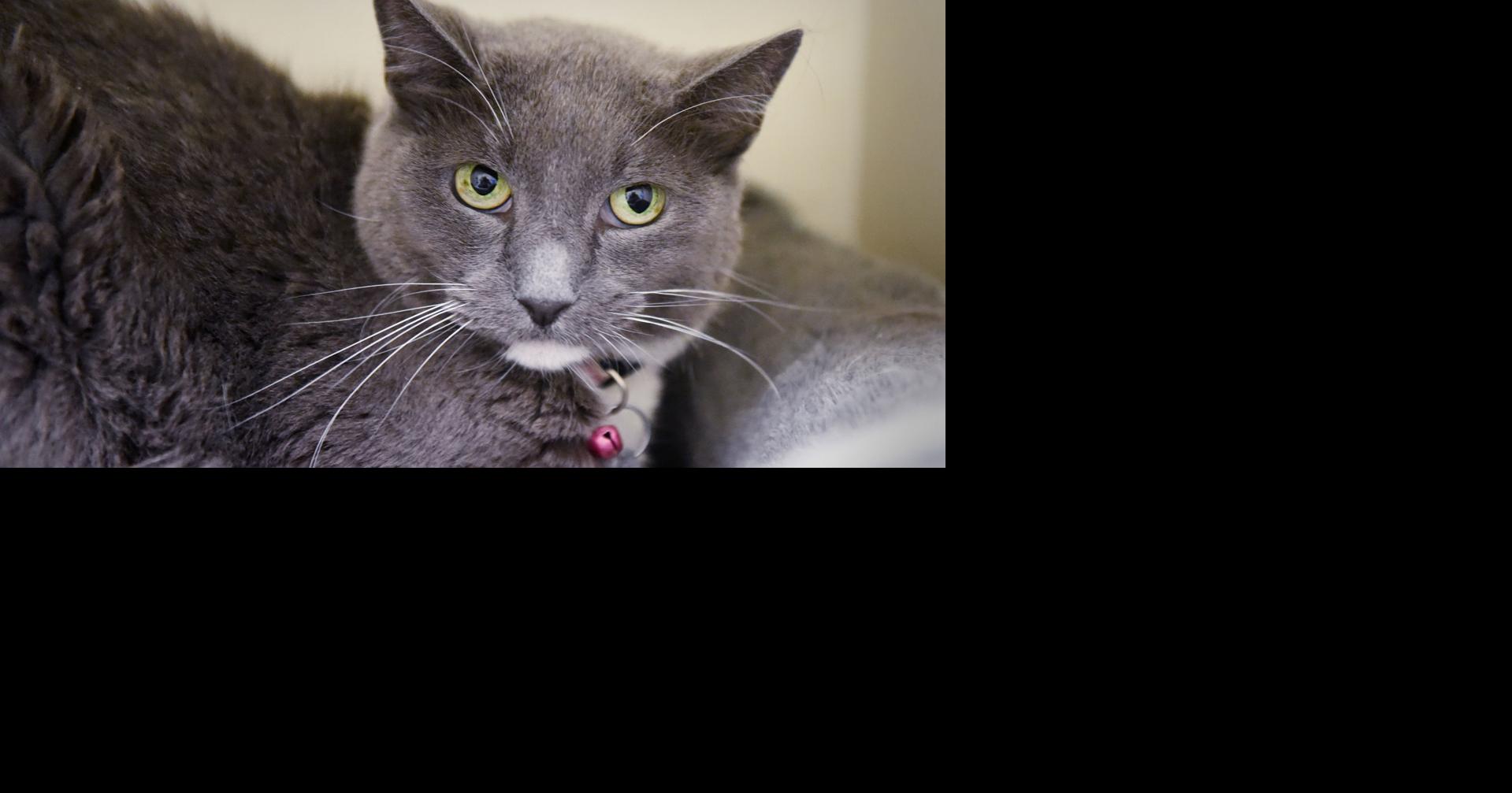Pet of the week Adopt Mittens, a 7yearold cat with the playful