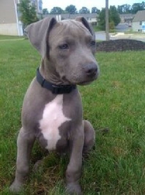 5 month old pit