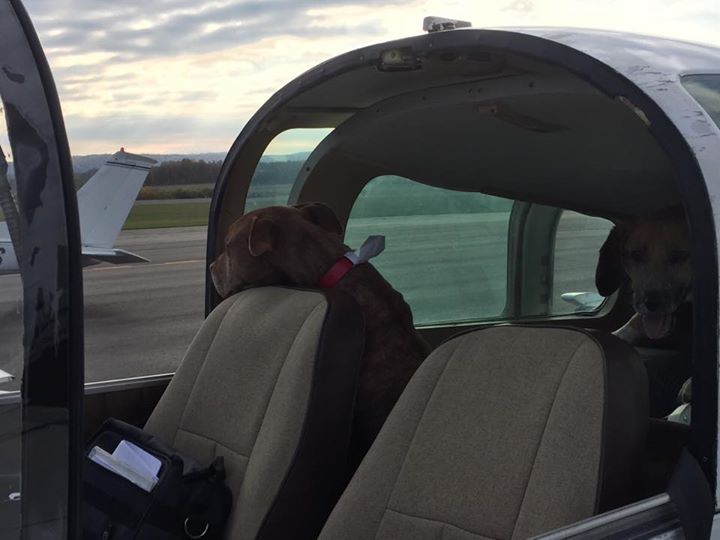 Dogs on a plane Canines on ‘doggy death row’ flown in from West