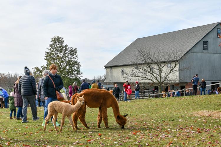 Eastland Alpacas hosted 17th annual open house in Mount Joy [photos