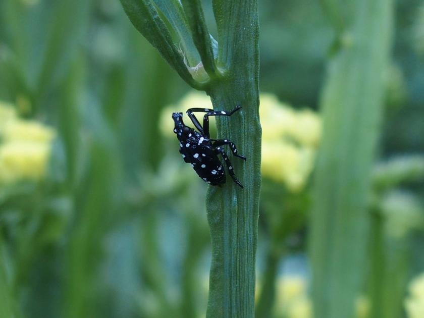 First Confirmed Spotted Lanternfly Hatch Of 2020 Reported In Pa Local News Lancasteronline Com