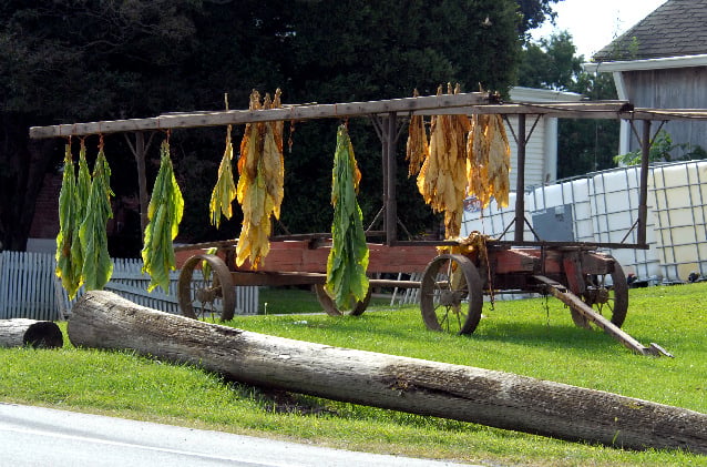 amish tobacco for sale Tobacco for sale by the stalk along the tourist strip | Opinion
