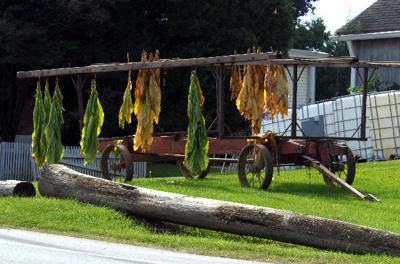 Tobacco for sale by the stalk along the tourist strip | Opinion