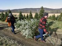 8 places to cut your own Christmas tree in Lancaster County this holiday season