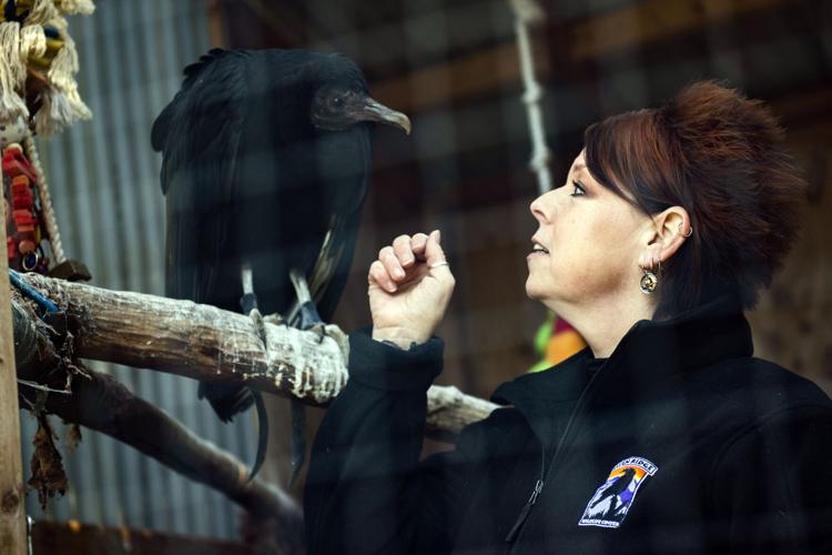 Raven Riger A look around at Raven Ridge Wildlife Center in Lancaster County ...