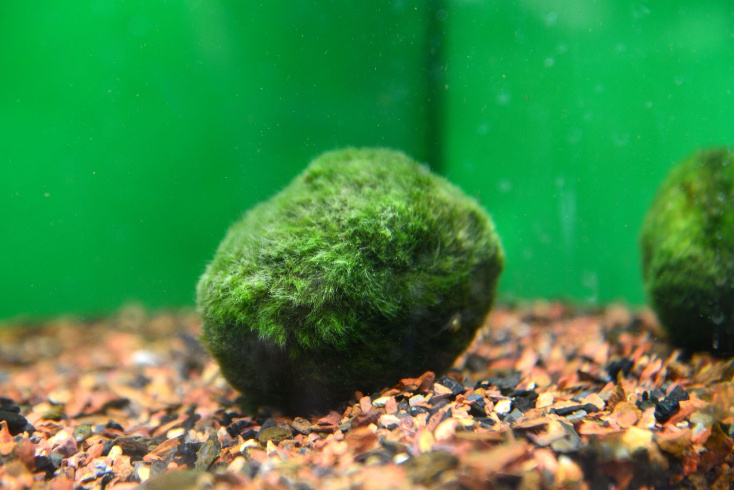 moss balls for goldfish aquarium youtube