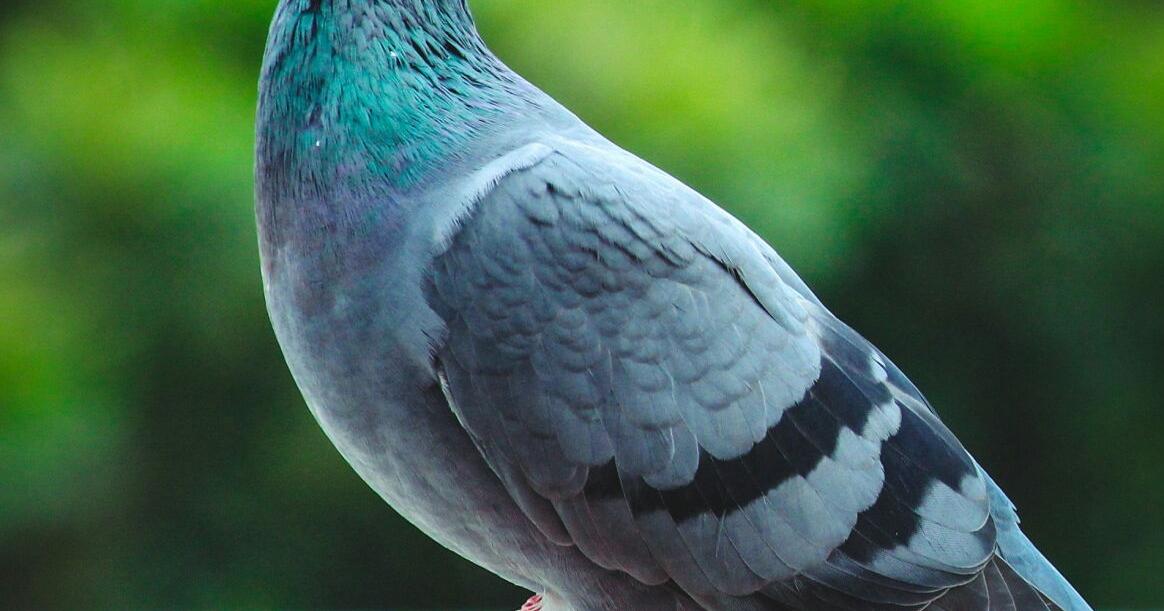 Lassoing a pigeon ruined an evening but made good story [I Know a Story column] - Vimarsana News