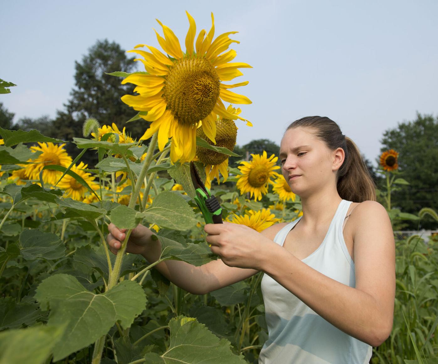 Wheatland Sunflower Field