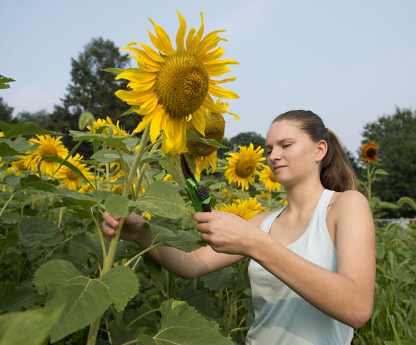Wheatland Community Sunflower Garden [photos]