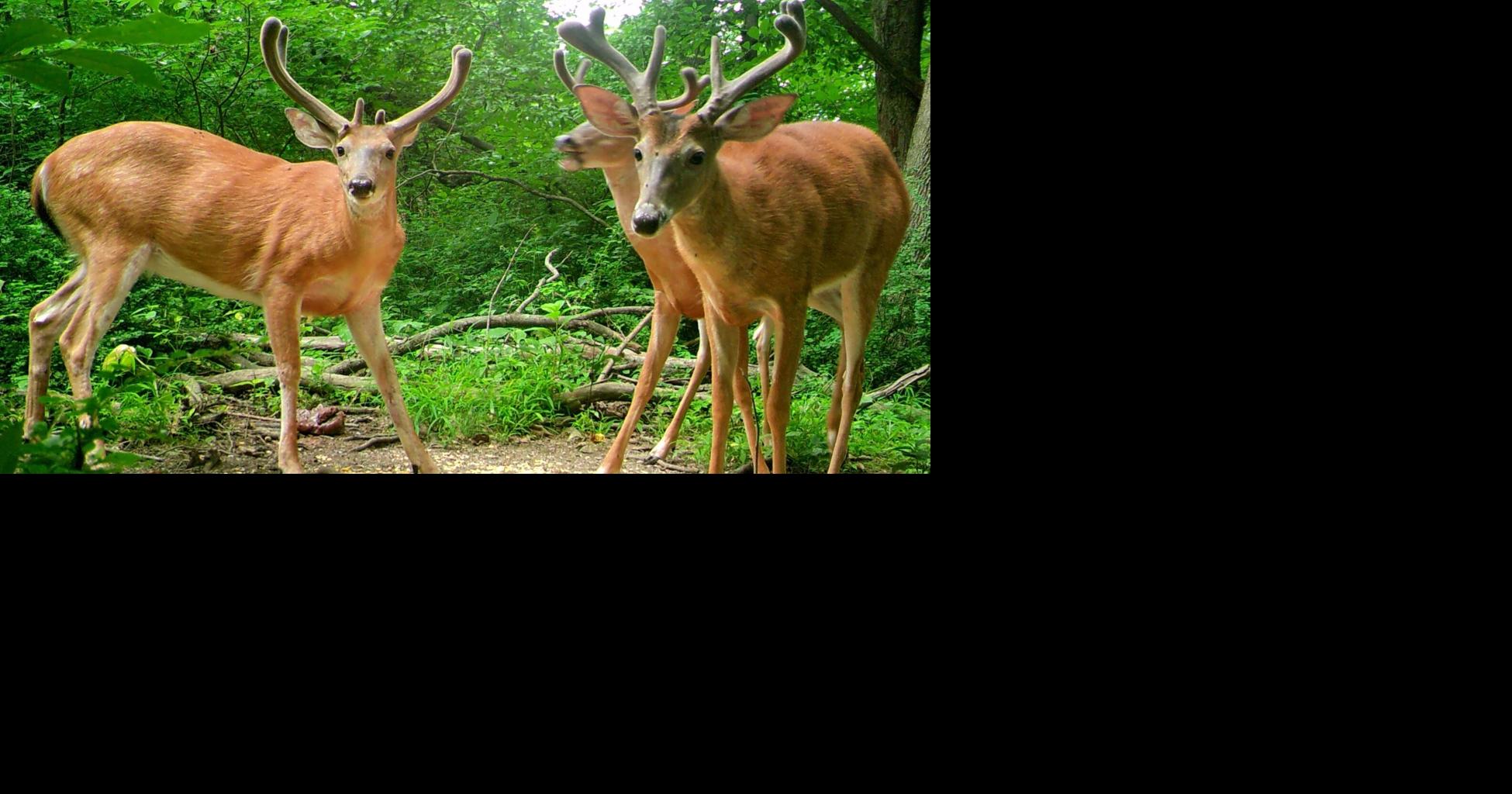 Pa.'s one-buck limit makes a tag all the more valuable [column]