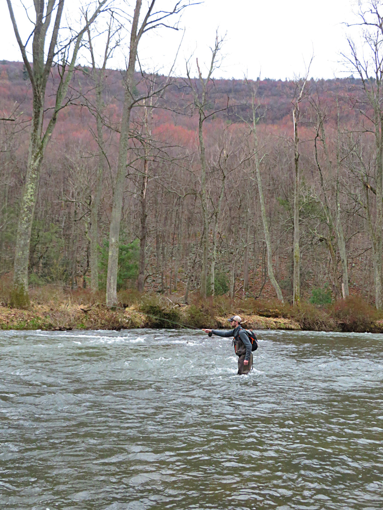 Penns Creek brown trout they're big, there's lots of 'em and they're